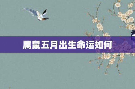属鼠五月出生命运如何