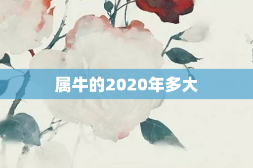属牛的2020年多大