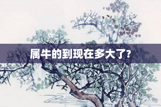 属牛的到现在多大了?