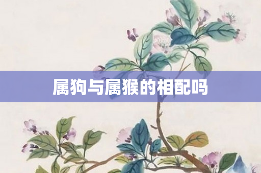 属狗与属猴的相配吗