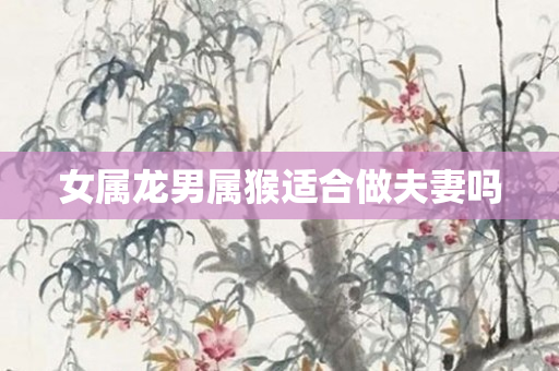 女属龙男属猴适合做夫妻吗