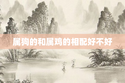 属狗的和属鸡的相配好不好