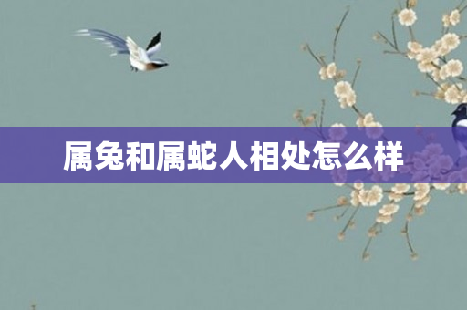 属兔和属蛇人相处怎么样
