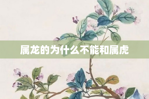 属龙的为什么不能和属虎