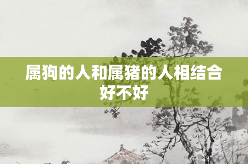 属狗的人和属猪的人相结合好不好