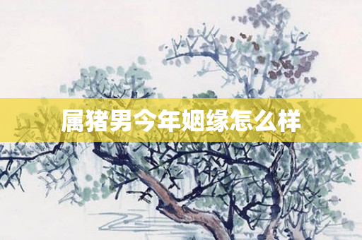 属猪男今年姻缘怎么样