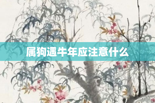 属狗遇牛年应注意什么