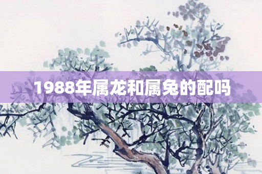 1988年属龙和属兔的配吗