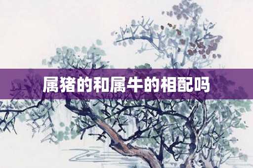 属猪的和属牛的相配吗