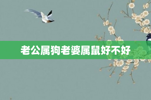 老公属狗老婆属鼠好不好