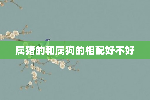 属猪的和属狗的相配好不好