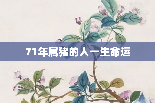 71年属猪的人一生命运