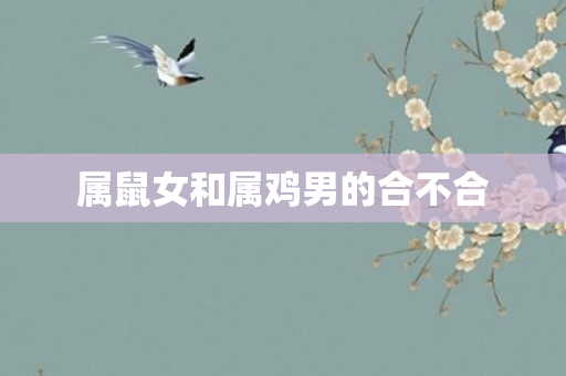 属鼠女和属鸡男的合不合