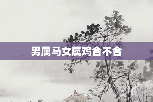 男属马女属鸡合不合