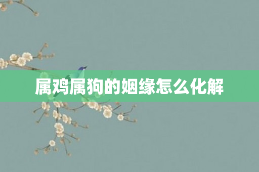 属鸡属狗的姻缘怎么化解