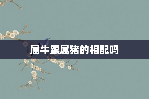 属牛跟属猪的相配吗