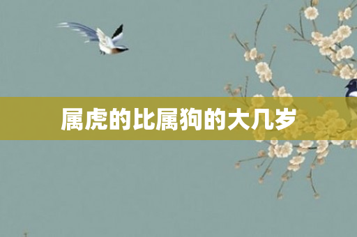 属虎的比属狗的大几岁