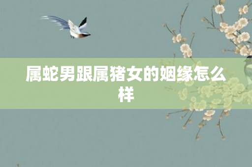 属蛇男跟属猪女的姻缘怎么样