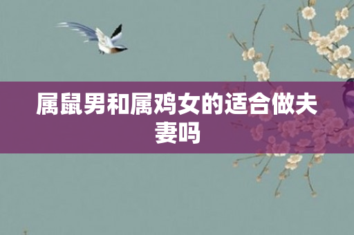 属鼠男和属鸡女的适合做夫妻吗