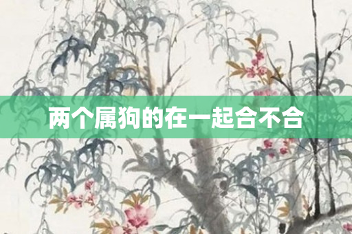 两个属狗的在一起合不合