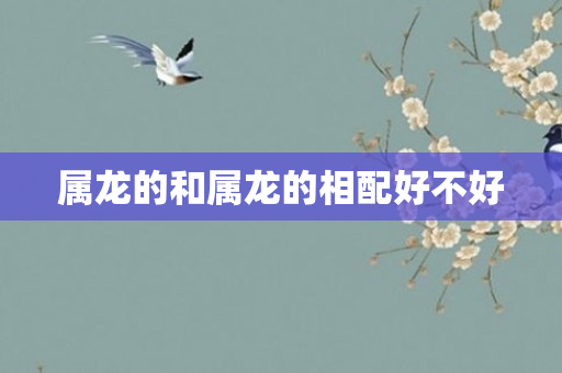 属龙的和属龙的相配好不好