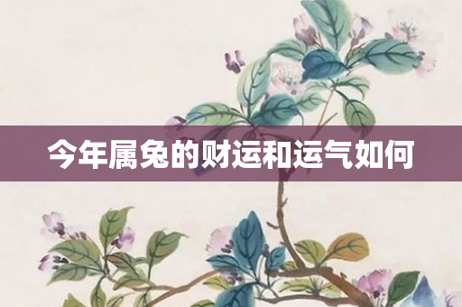 今年属兔的财运和运气如何
