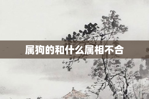 属狗的和什么属相不合