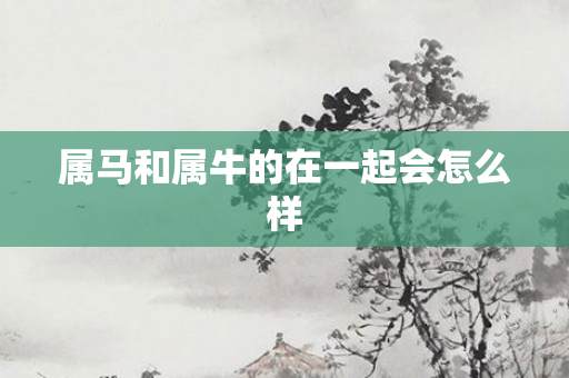 属马和属牛的在一起会怎么样