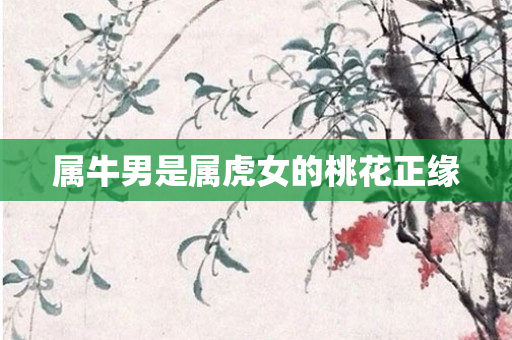 属牛男是属虎女的桃花正缘