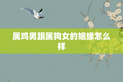 属鸡男跟属狗女的姻缘怎么样