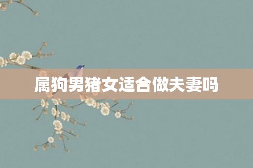 属狗男猪女适合做夫妻吗