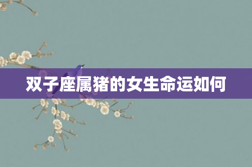 双子座属猪的女生命运如何
