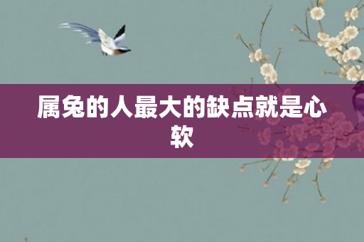 属兔的人更大的缺点就是心软