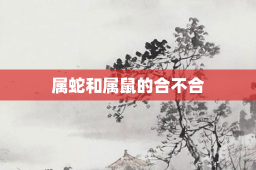 属蛇和属鼠的合不合