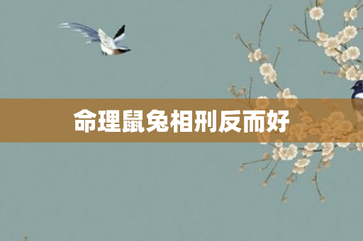 命理鼠兔相刑反而好