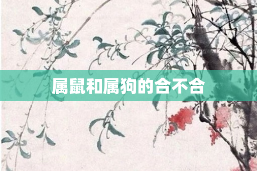 属鼠和属狗的合不合