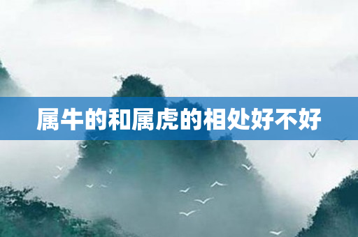 属牛的和属虎的相处好不好
