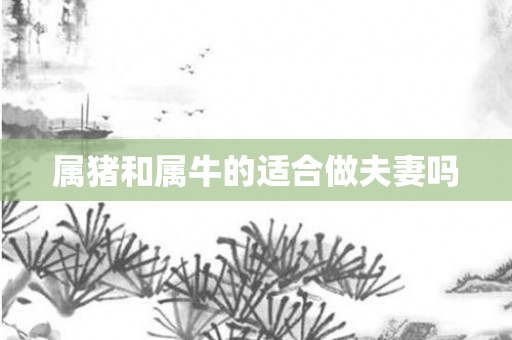 属猪和属牛的适合做夫妻吗