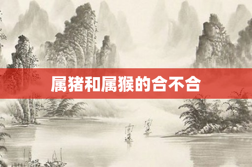 属猪和属猴的合不合