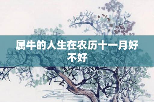 属牛的人生在农历十一月好不好