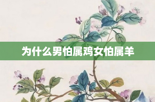 为什么男怕属鸡女怕属羊