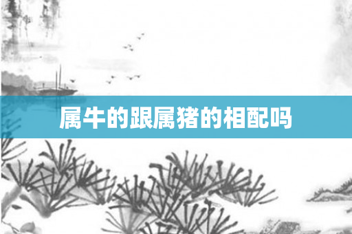 属牛的跟属猪的相配吗