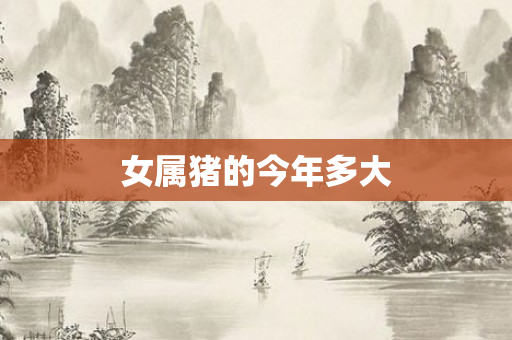 女属猪的今年多大