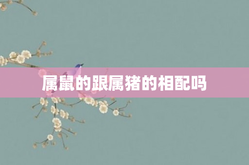 属鼠的跟属猪的相配吗