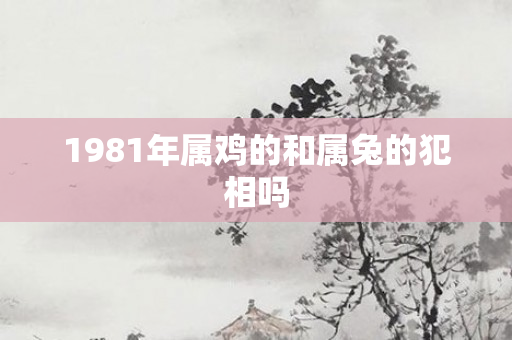 1981年属鸡的和属兔的犯相吗