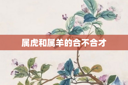 属虎和属羊的合不合才