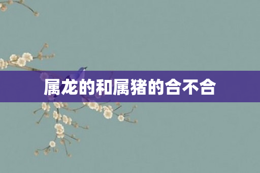 属龙的和属猪的合不合