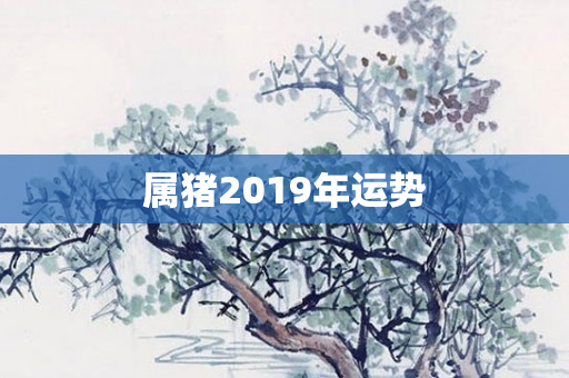 属猪2019年运势