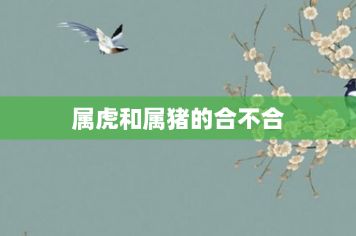 属虎和属猪的合不合