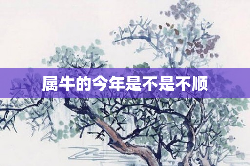 属牛的今年是不是不顺